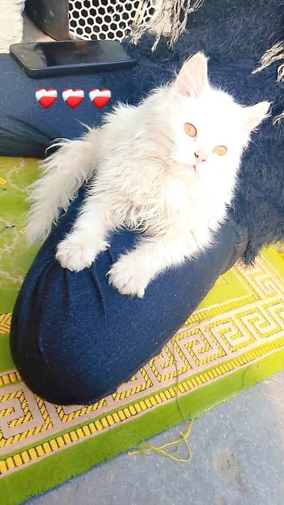 beautiful kitten male white parsian