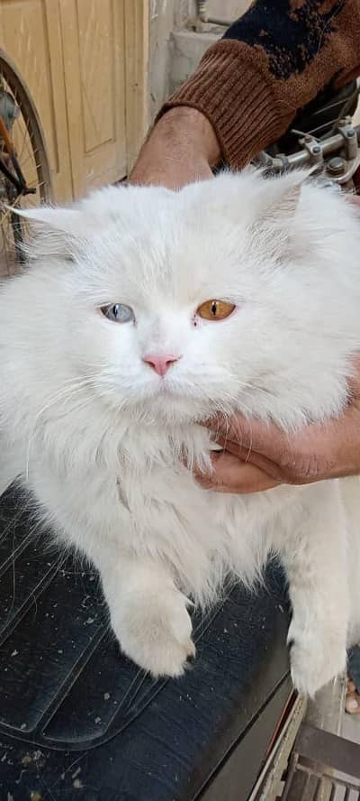Persian male for sale @mating stud  available