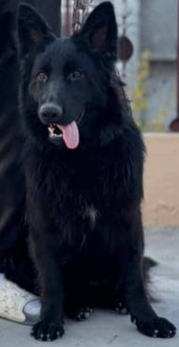 BLACK GERMAN SHEPHERED FEMALE