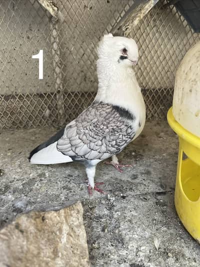 Sentient sentinent german owl tie