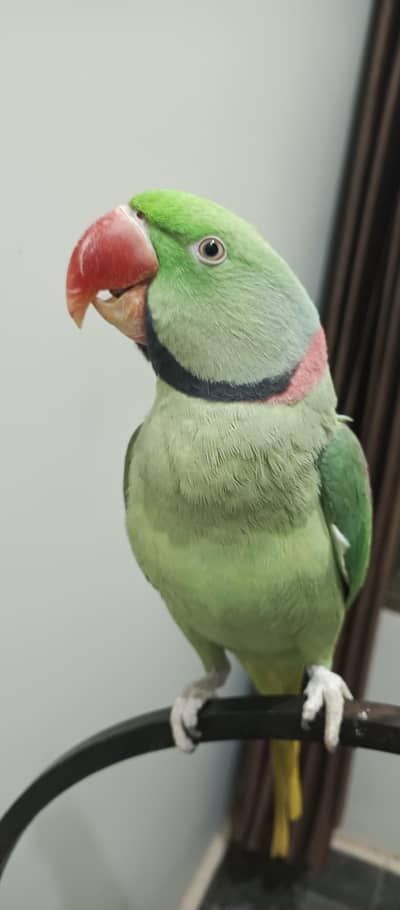 Raw parrot
