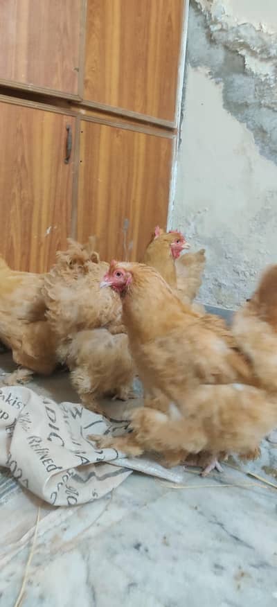 Golden Heavy Buff Top quality