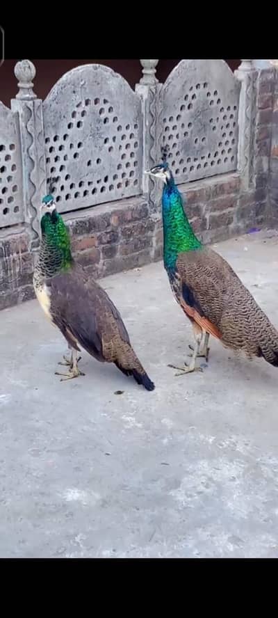fancy peacock pair for sale
