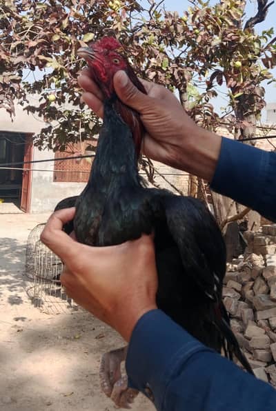 Aseel birds for sale