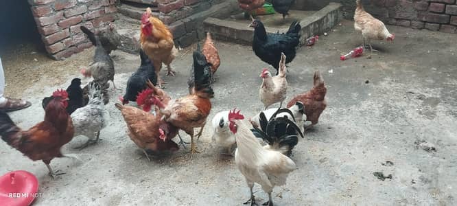 100% garunty andy deti hain