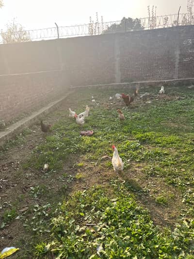 7 layer female farmi white   4 golden misri female 1 male