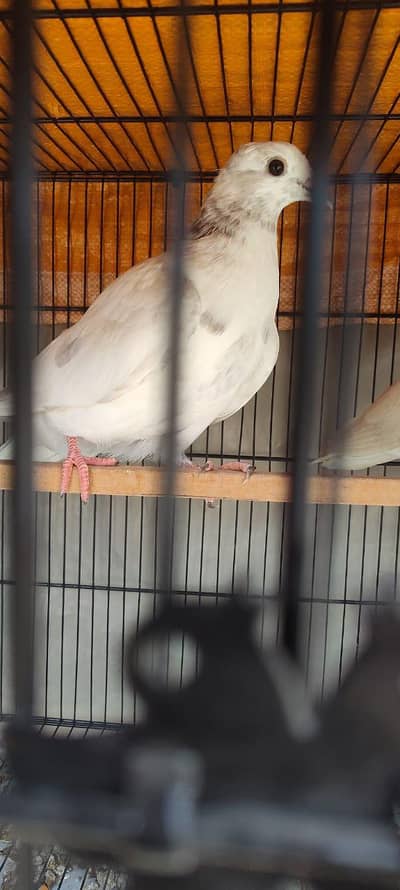 High Quality High Flyer Teddy Kabootar for Sale in Karachi