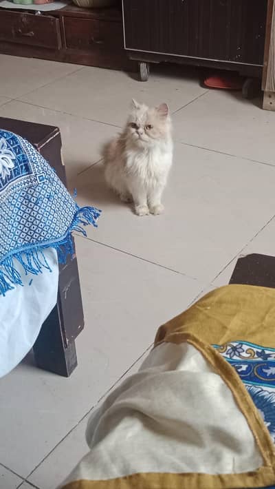 Persian cat for sale