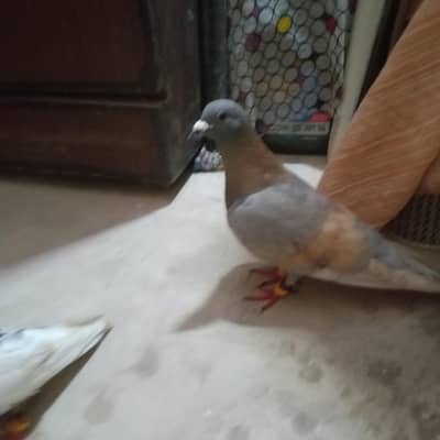 2 male healthy and active