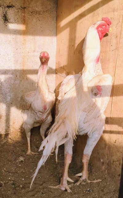 white shamo Breader pair