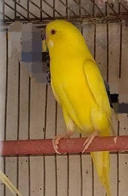 آسٹریلین طوطے (بجری طوطے) 0