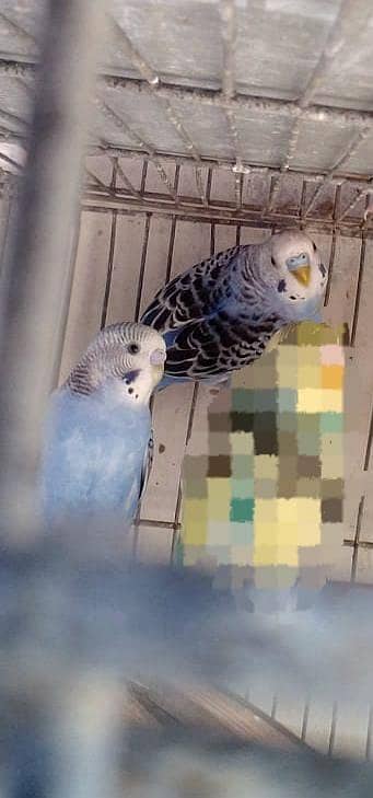 آسٹریلین طوطے (بجری طوطے) 1