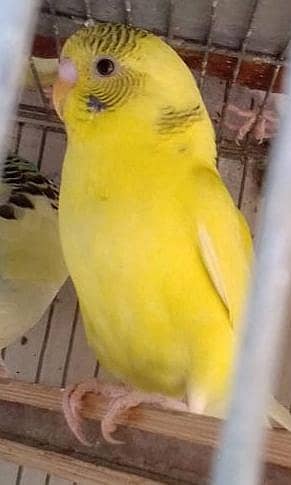 آسٹریلین طوطے (بجری طوطے) 2