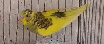 آسٹریلین طوطے (بجری طوطے) 3