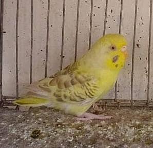 آسٹریلین طوطے (بجری طوطے) 4