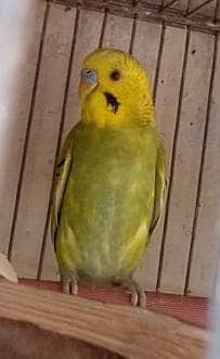 آسٹریلین طوطے (بجری طوطے) 5