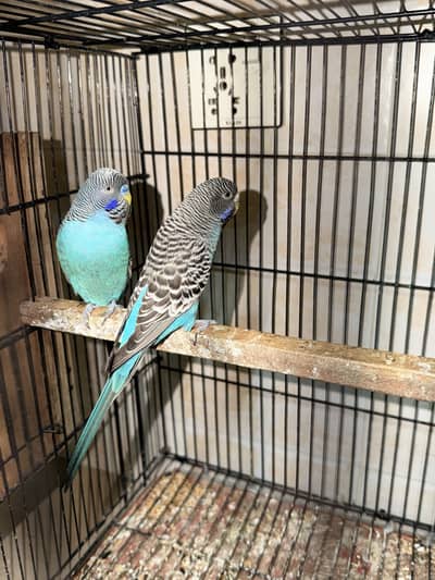 black face black wings breeder pair