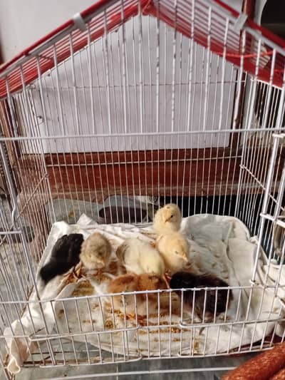 Desi chiks. Beautyfull colours