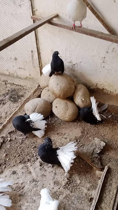 Black body whitetail Pigeons
