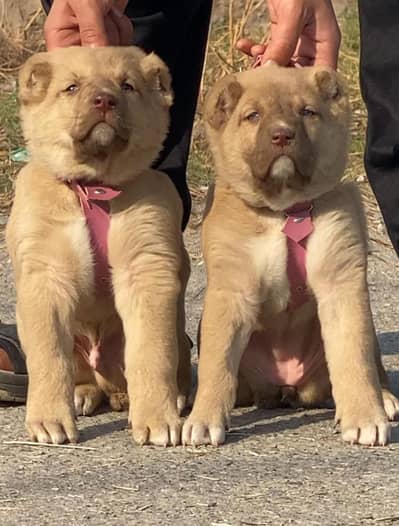 Afghan Kuchi | pure Afghan Kuchi puppies pair | Afghan Kuchi dog
