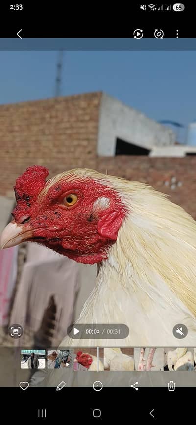 pre hera pepper white pair