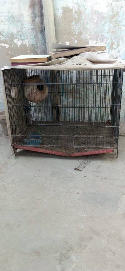 Birds Cage
