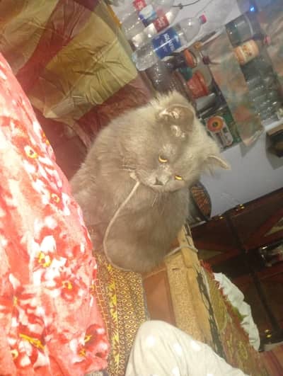 Persian Cat For Sale