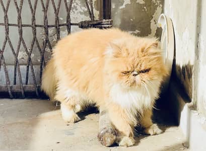 Top CFA Line Peke Breeder Female Bi-color