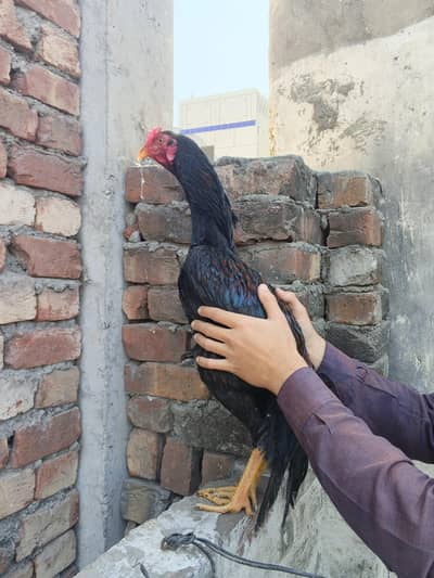 Aseel Mianwali Pair | With 1 chick | Full Healthy and active