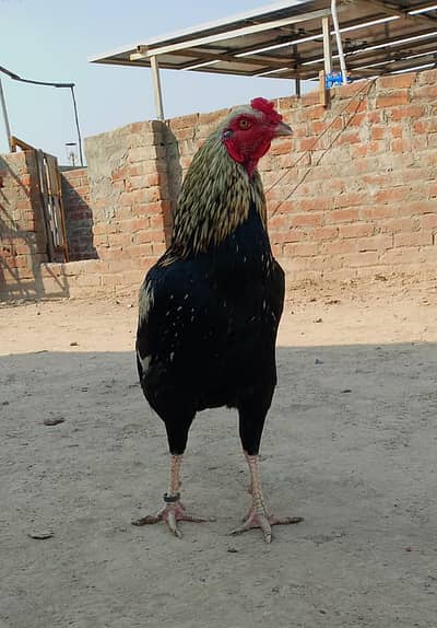Jawa Aseel Rooster for Sale – 1 Year – Healthy
