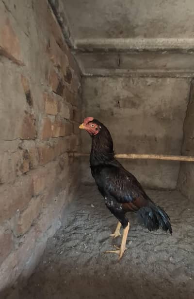 8 MONTHS ASEEL PATHA