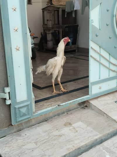 Good Quality Shamo Breed Hens for Sale