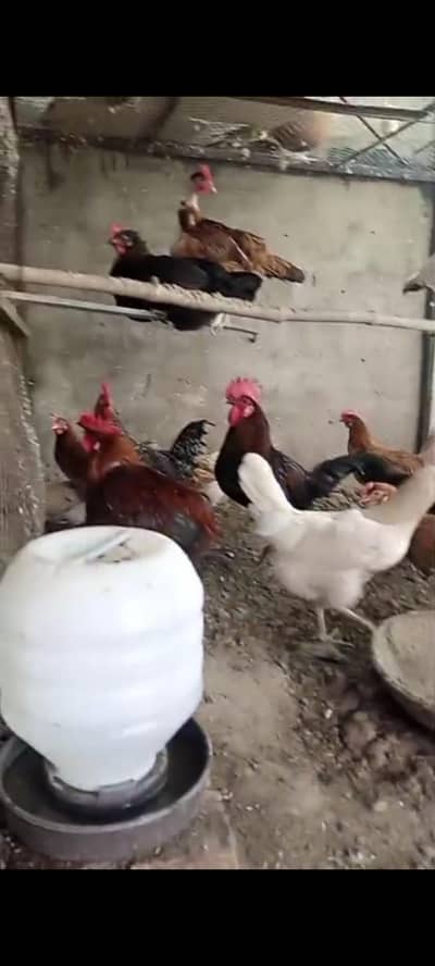Golden Misri Egg laying Hen & Roster