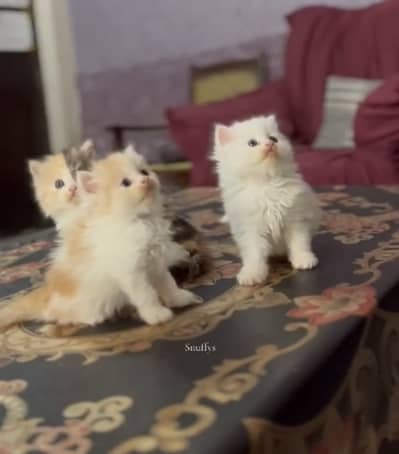 LAHORE COD AVAILABLE CONTACT US : 03105322532