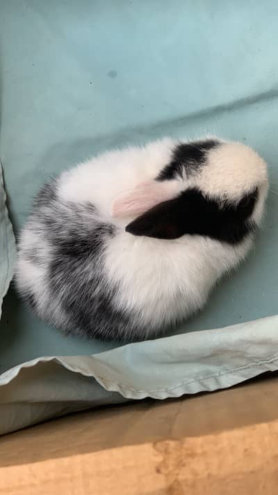 Rabbit baby for sale healthy active split red eye or ak wood cage sale