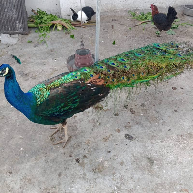 peacock | Blue shoulder peacock| Breeder Male For Sale 4