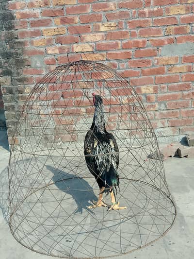 Aseel shamo male long taill