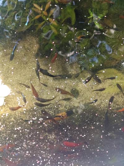 guppy and platy home breed