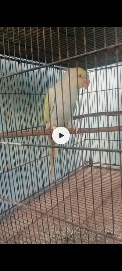 Rambow ringeck breeder female