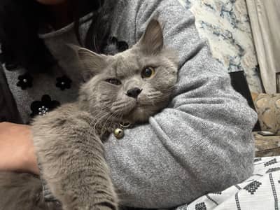 British gray cat