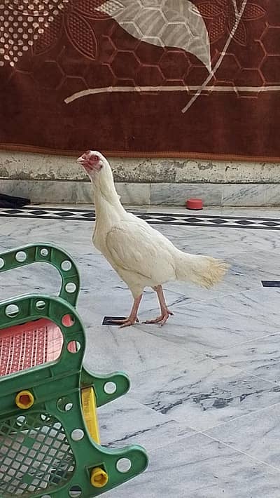 High Quality paper white set