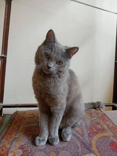 Russian blue cat
