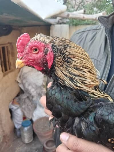 Aseel Murga for Sale 03056348278