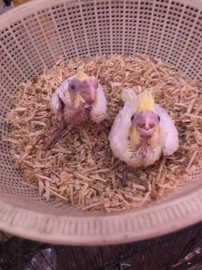 Cockatiel Chicks