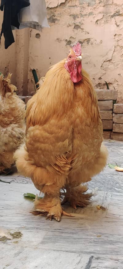 Golden Heavy Buff Top quality