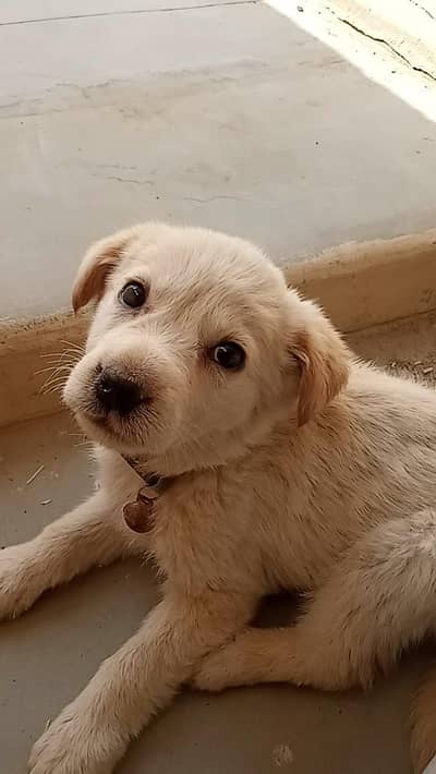 lebrador mix breed hai