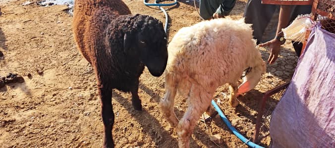 Kajla, Mundra aur Khara Dumba