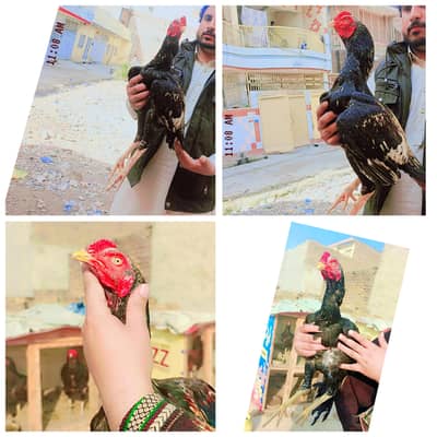 Aseel home breed pure quality 03145489284 WhatsApp no