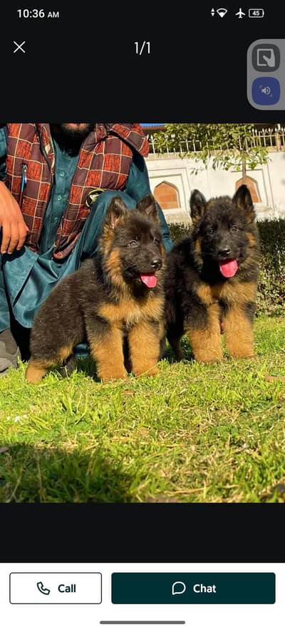 German Shepherd