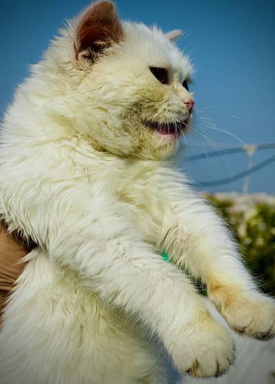 For sale in gujar khan